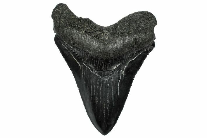 Serrated, Fossil Megalodon Tooth - South Carolina #332213